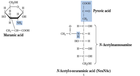 Chemical Nature of Sialic acid