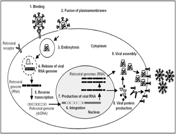 HIV Infection-Multiple-choice questions