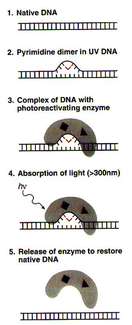 DNA Damage: Causes, Types, and Effective Repair Mechanisms