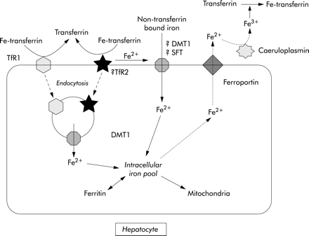 Iron deficiency anemia-a case study